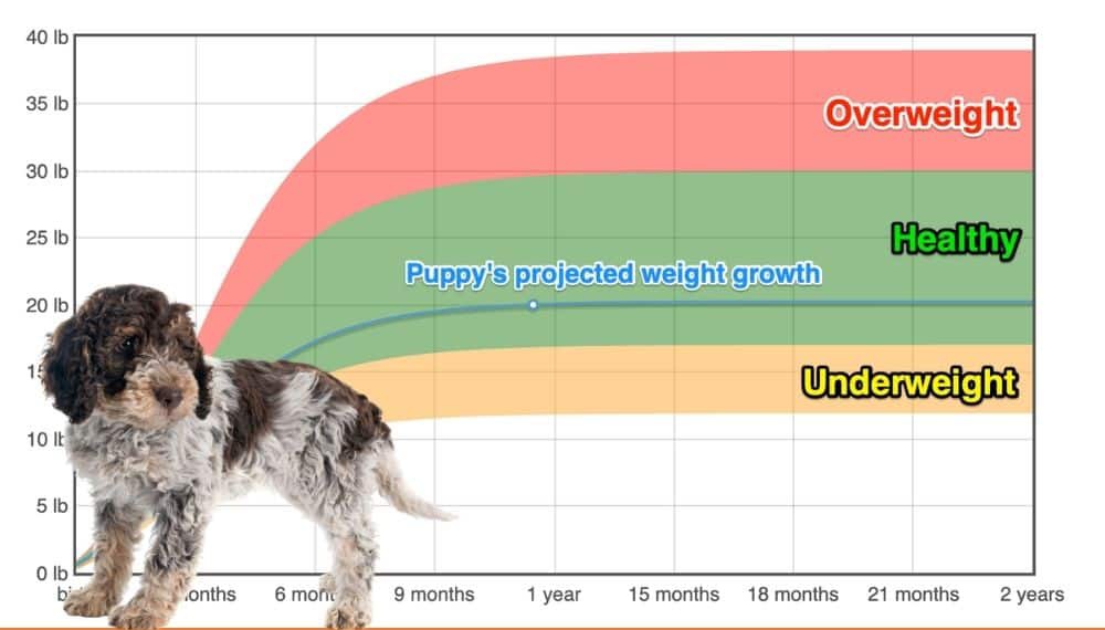 Lagotto Romagnolo Weight+Growth Chart 2024 How Heavy Will My Lagotto